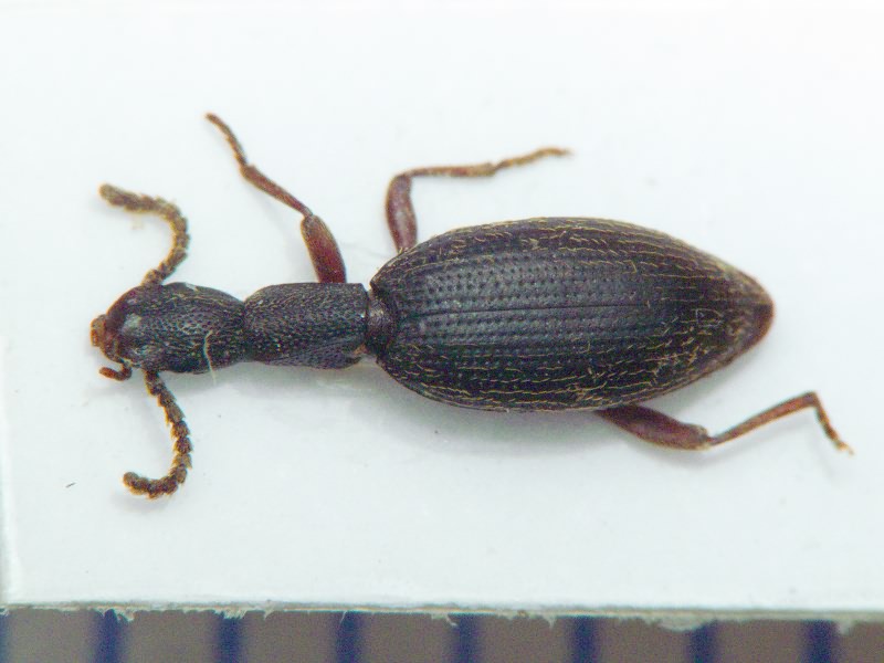 Stenosis dilutipes Reitter, 1887